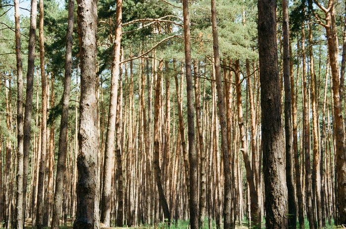 Hutan kayu pinus atau jati Belanda, unsplash hixenia